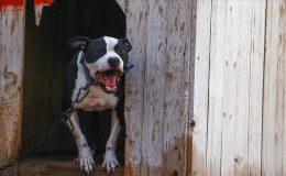 Pitbull saldırısına hapis cezası (Yaşlı kadının bacağı kesilmişti)