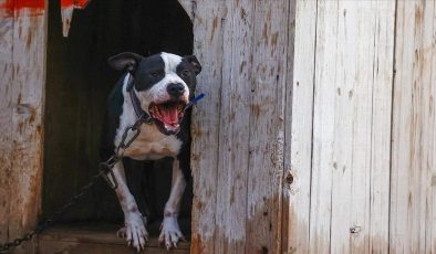 Pitbull saldırısına hapis cezası (Yaşlı kadının bacağı kesilmişti)