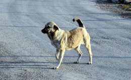 2 yılda 107 kişi köpek saldırıları nedeniyle hayatını kaybetti