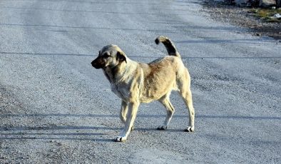 2 yılda 107 kişi köpek saldırıları nedeniyle hayatını kaybetti