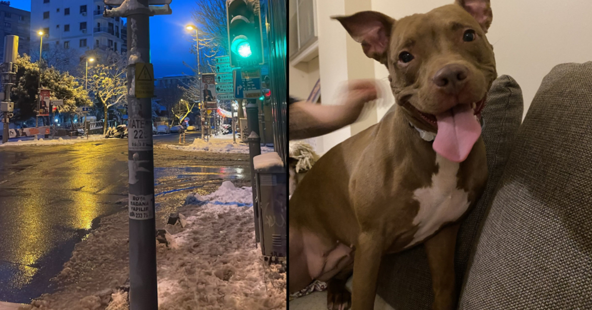 Kadıköy’de gezintiye çıkarılan köpek öldü: “Direkten elektrik çarptı” iddiası